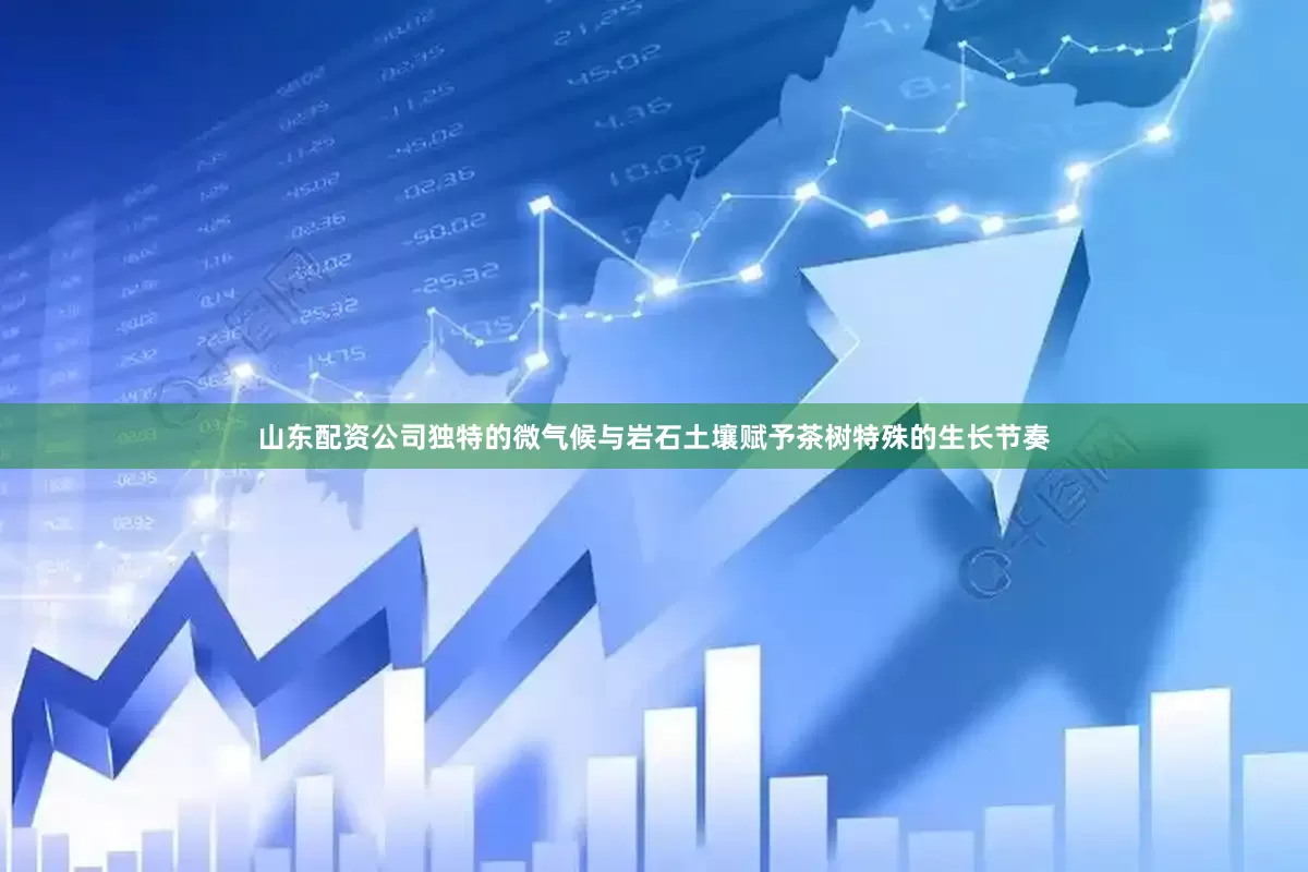 山东配资公司独特的微气候与岩石土壤赋予茶树特殊的生长节奏